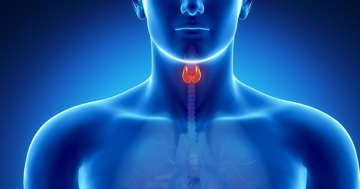 Щитовидная железа – диагностика, лечение и профилактика зоба