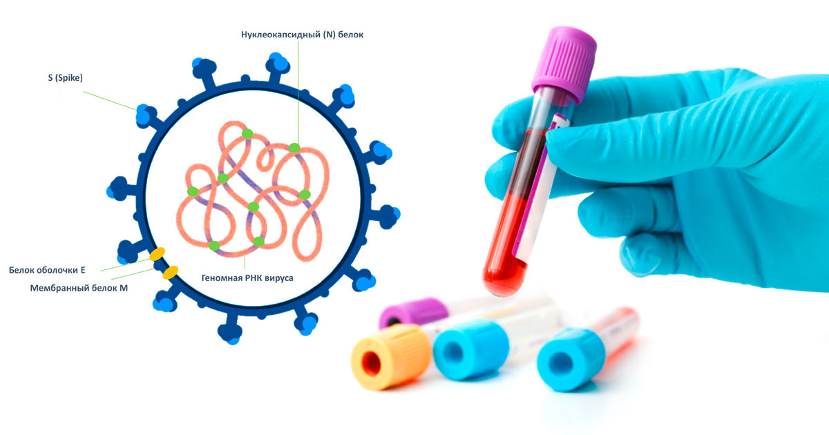 Вопрос- ответ: антитела к коронавирусу